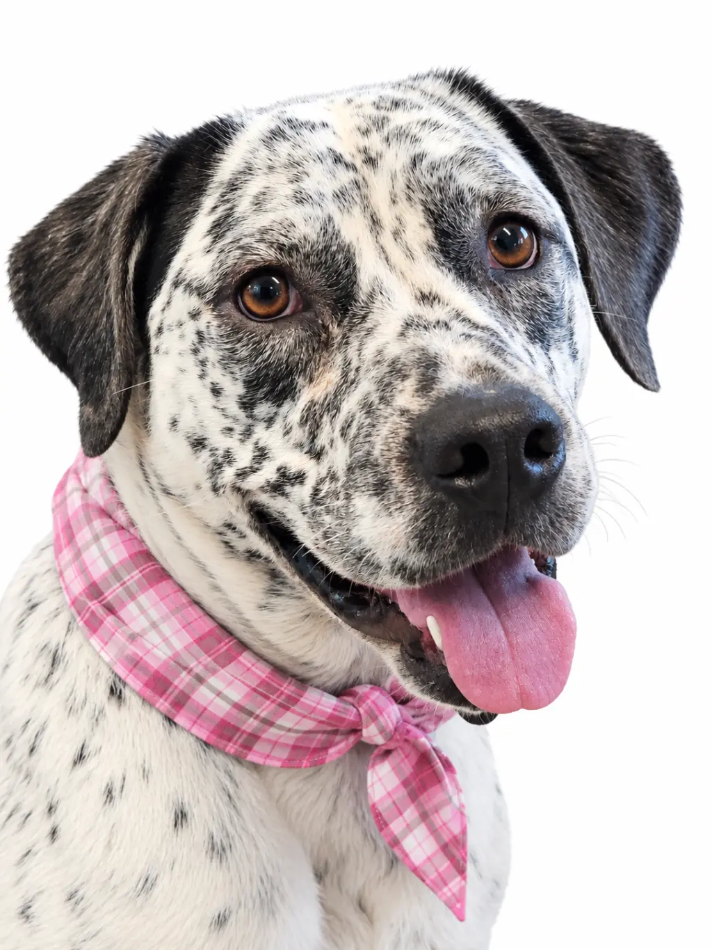 Catahoula dalmatian