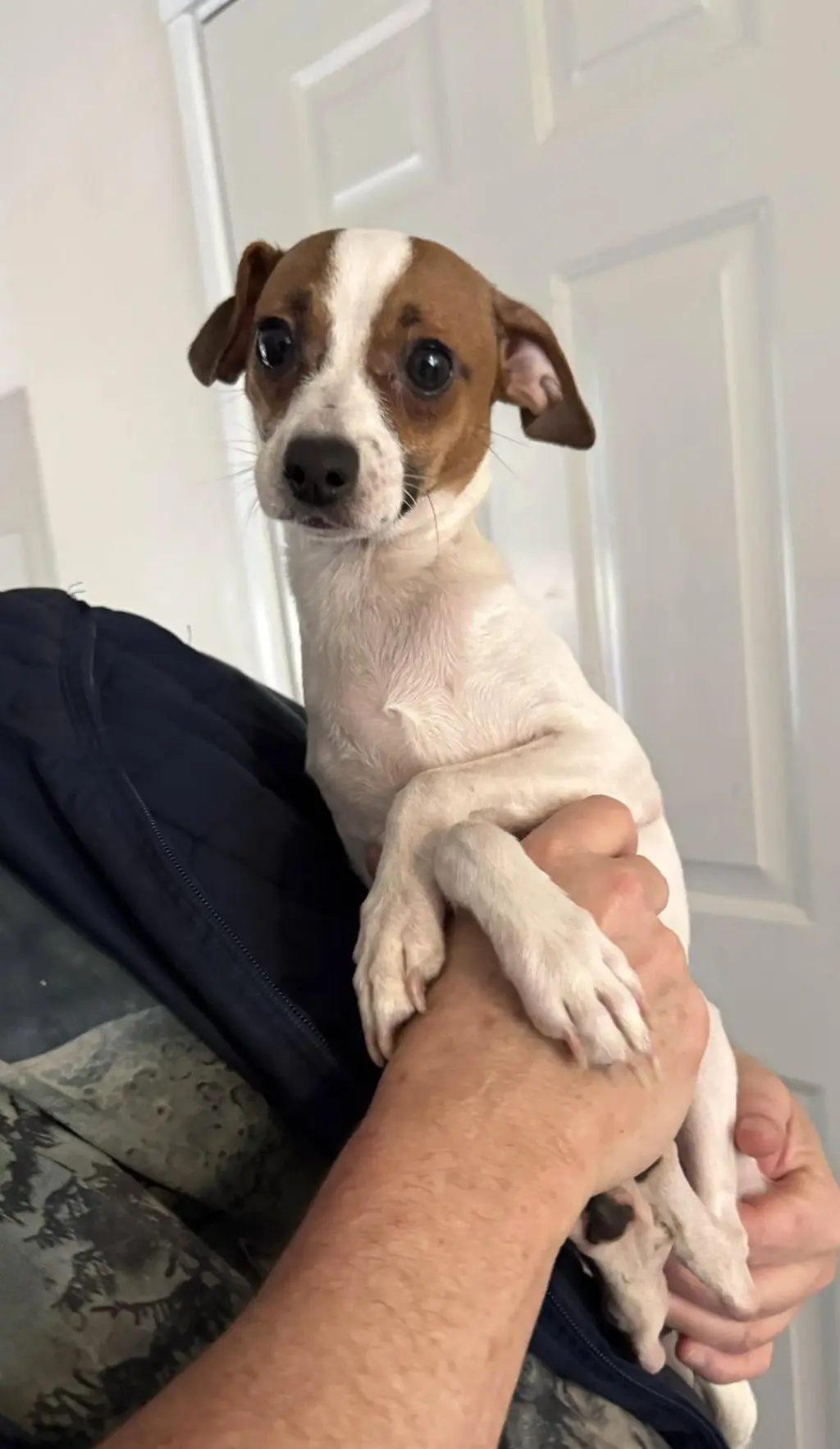 Cleo, a small 1 year old female