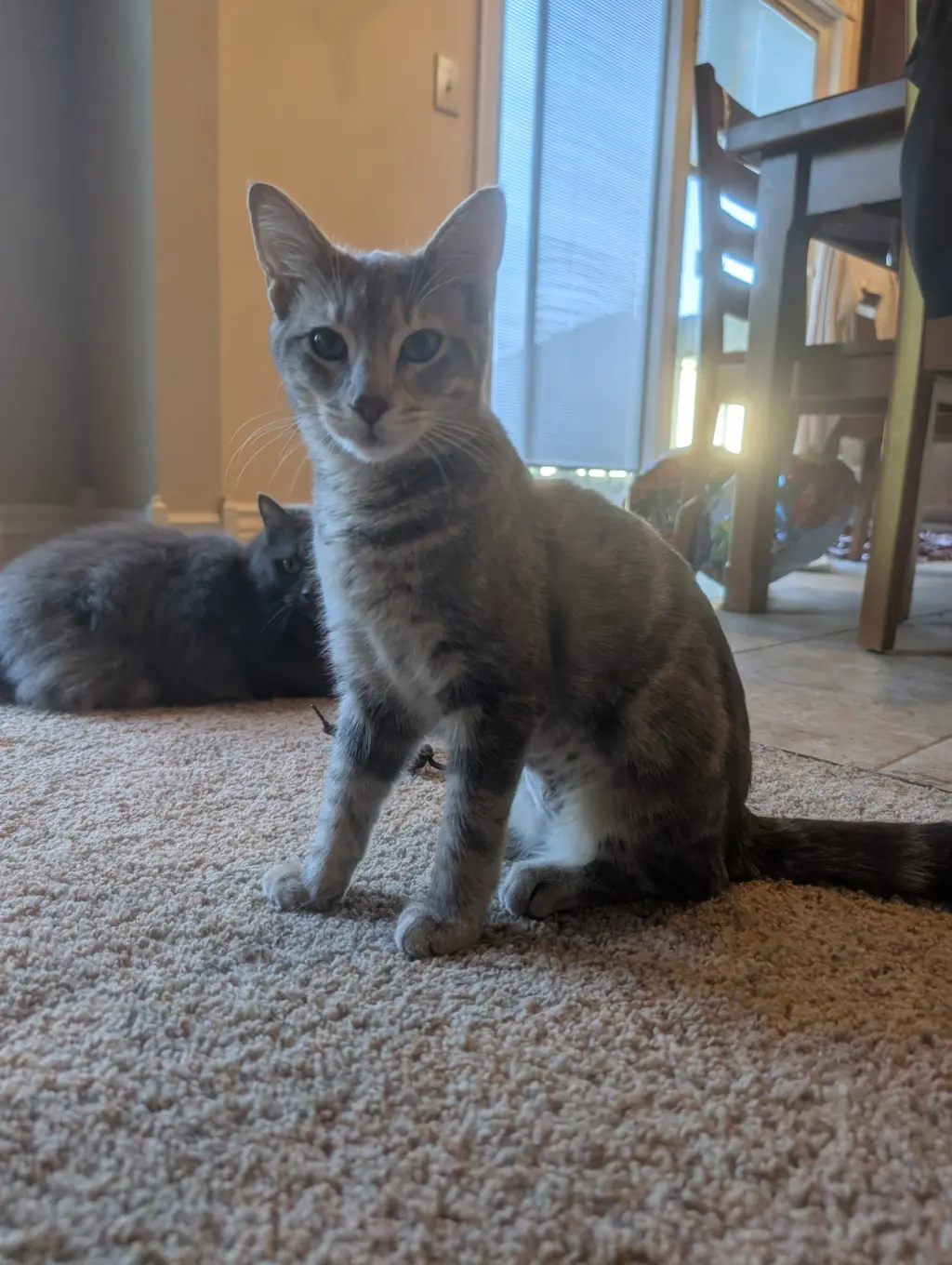 Mowgli - KBC