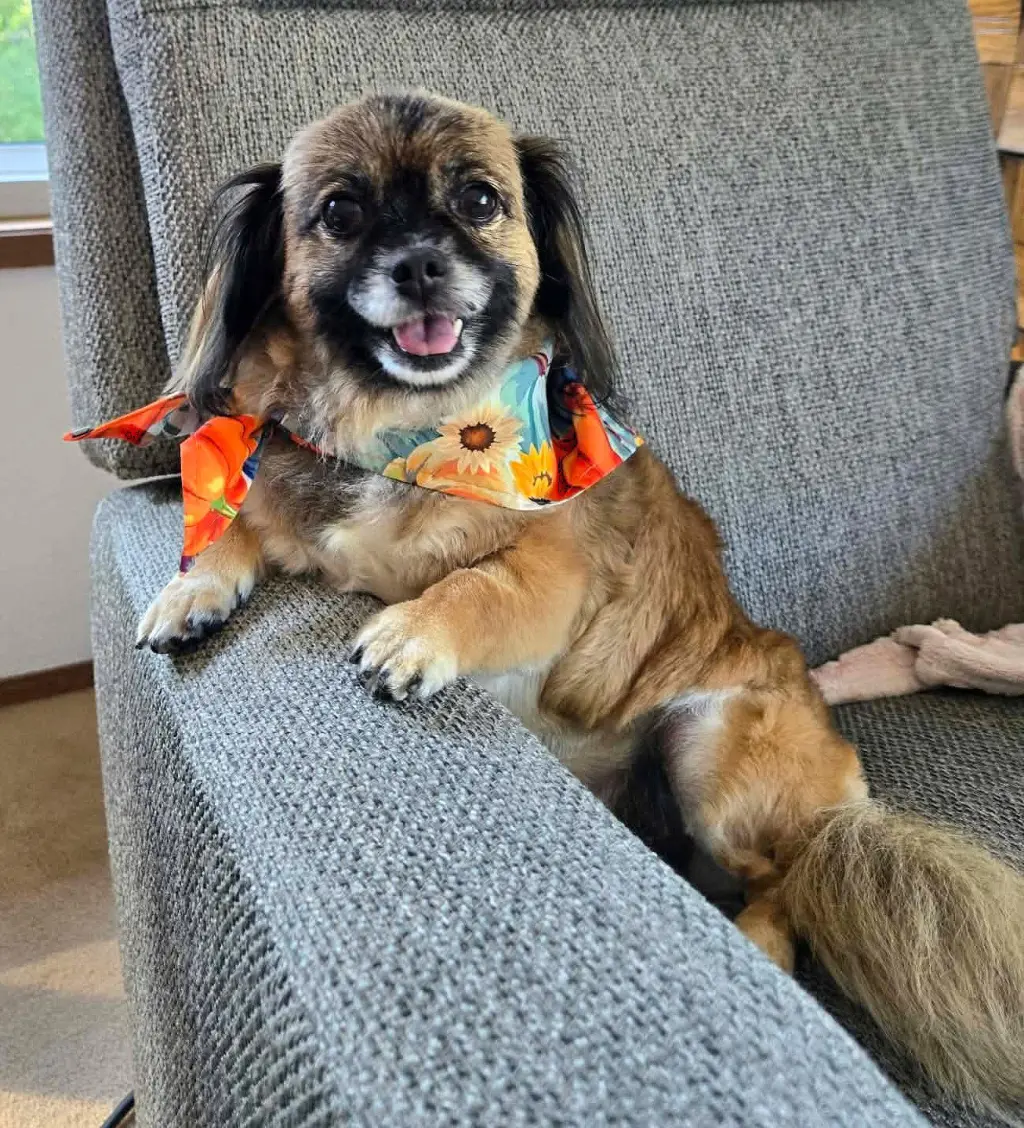 Schell, A Pekingese female