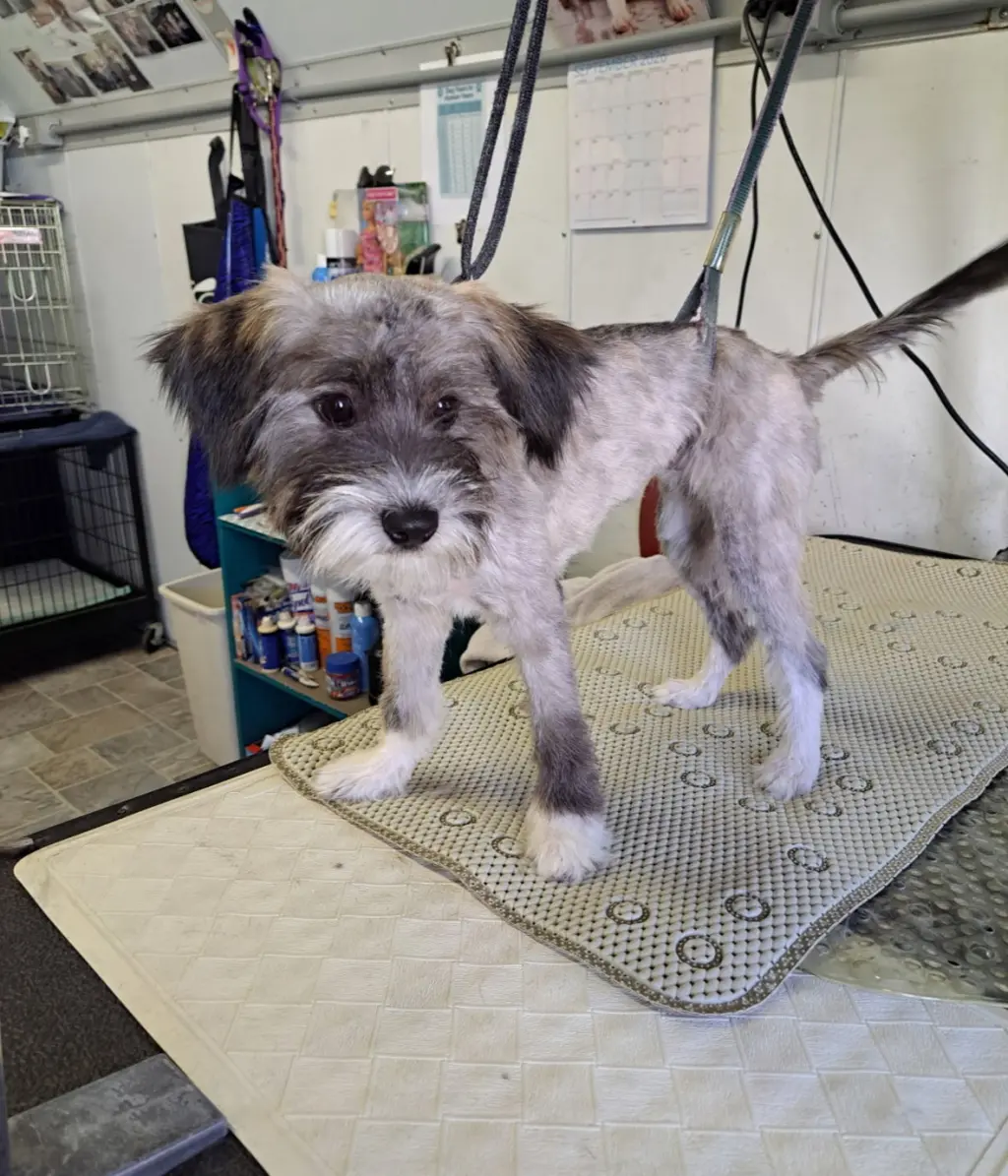 Billy - ADOPTION IN PROCESS