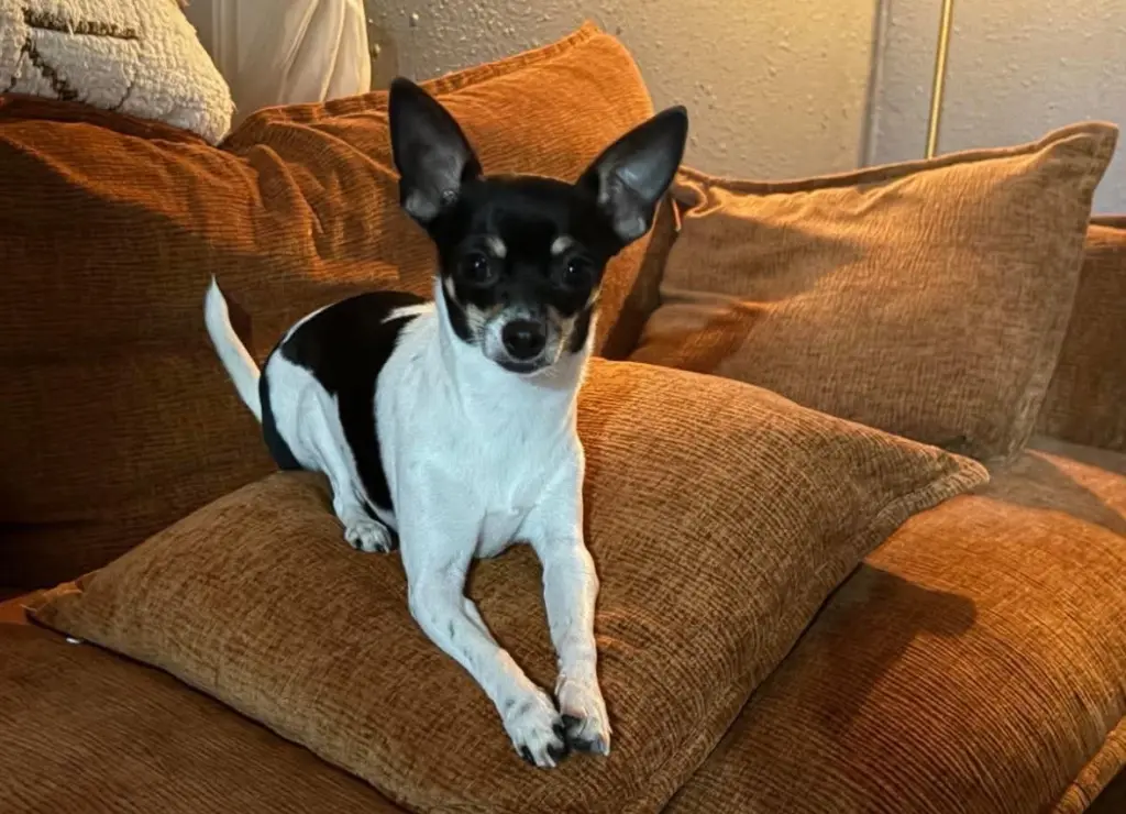 Lola - ADOPTION IN PROCESS