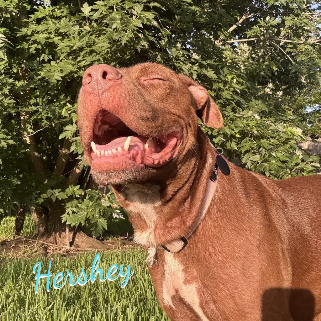 Hershey #all-grin-&-wags