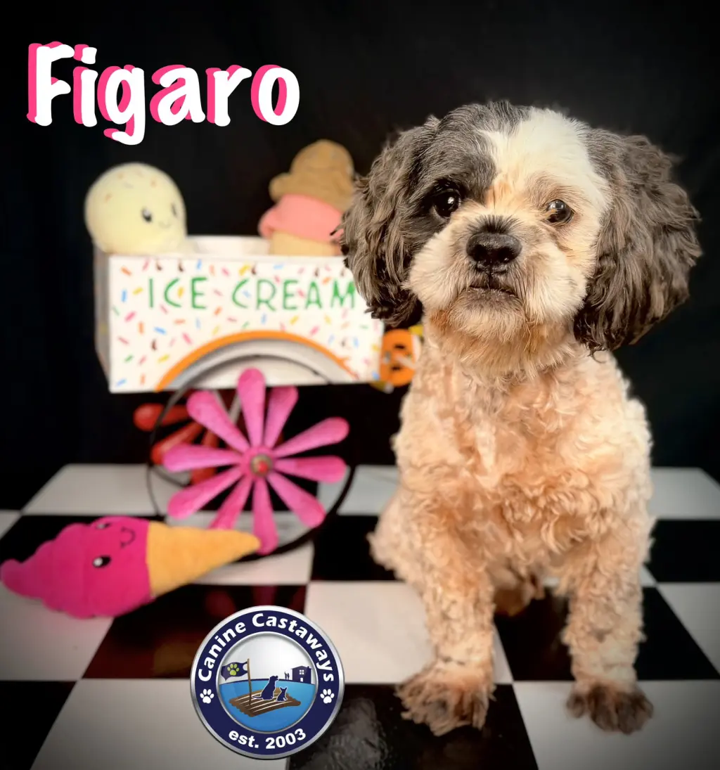 Figero