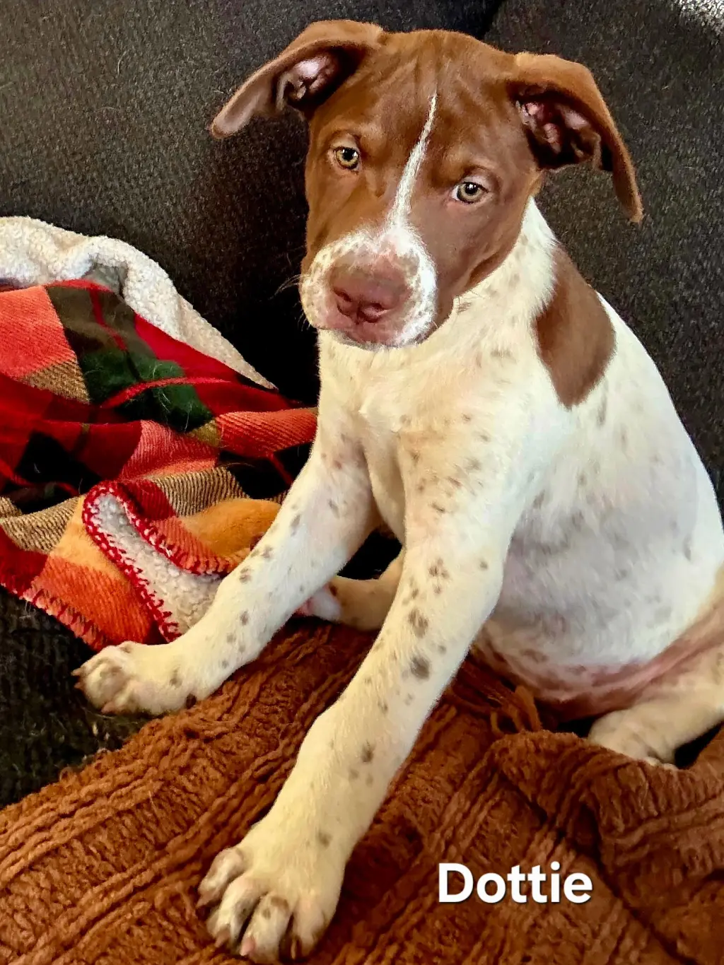 PUPPY DOTTIE
