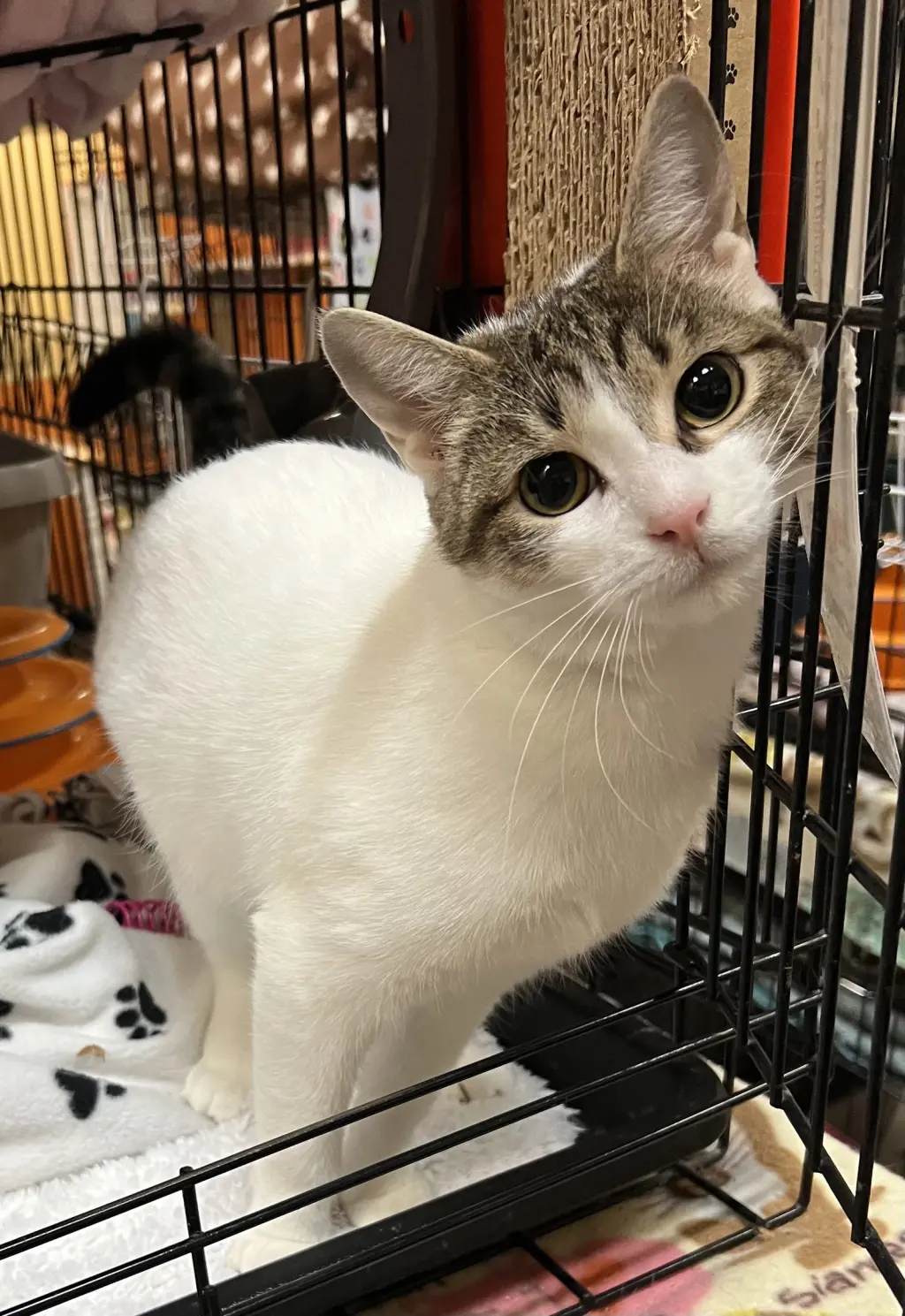 Chiffon