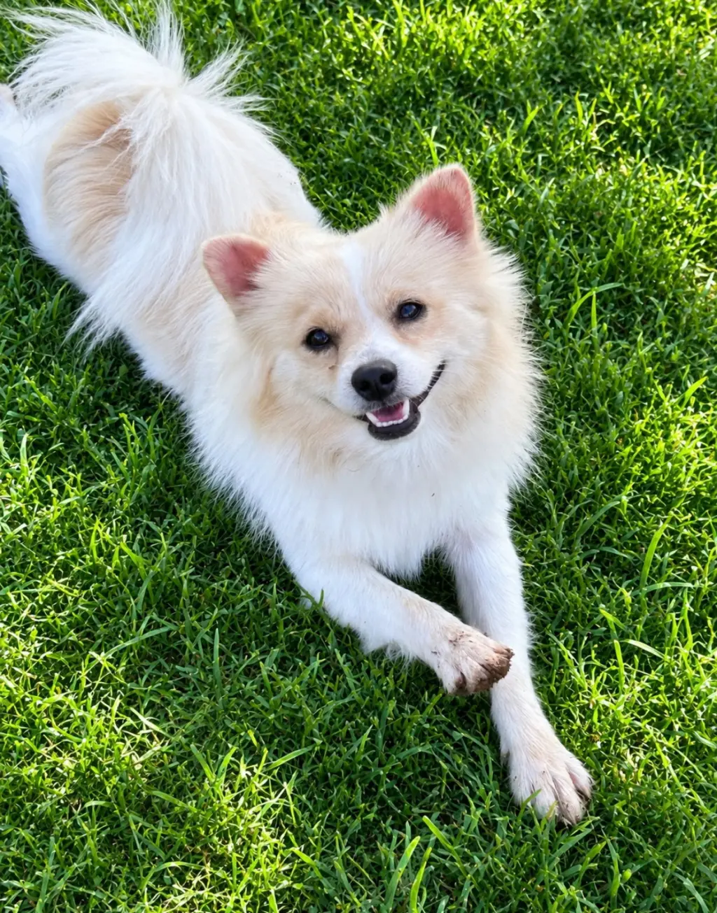 Bailey - ADOPTION IN PROCESS