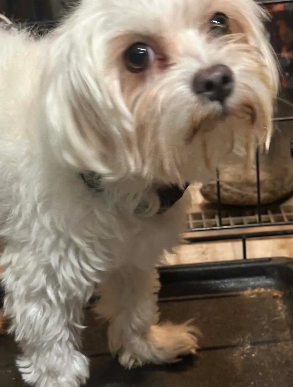 Mojo - ADOPTION IN PROCESS