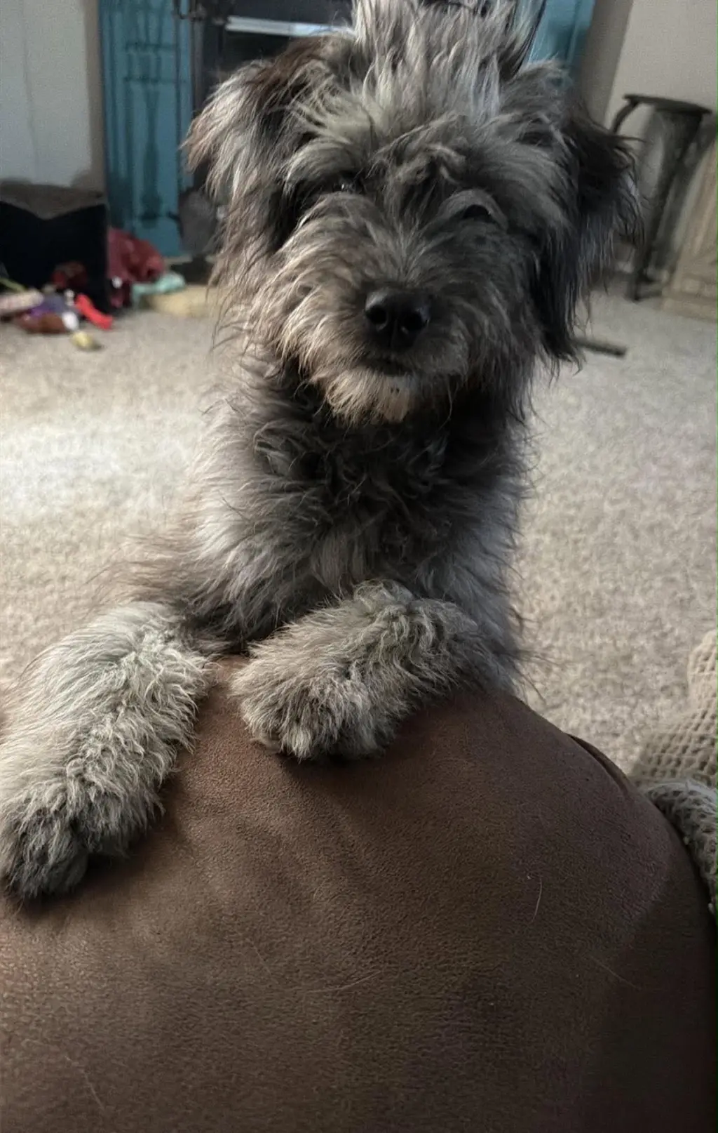 Lilo - ADOPTION IN PROCESS