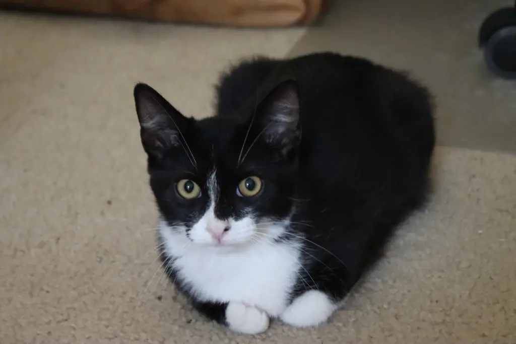 Carlos