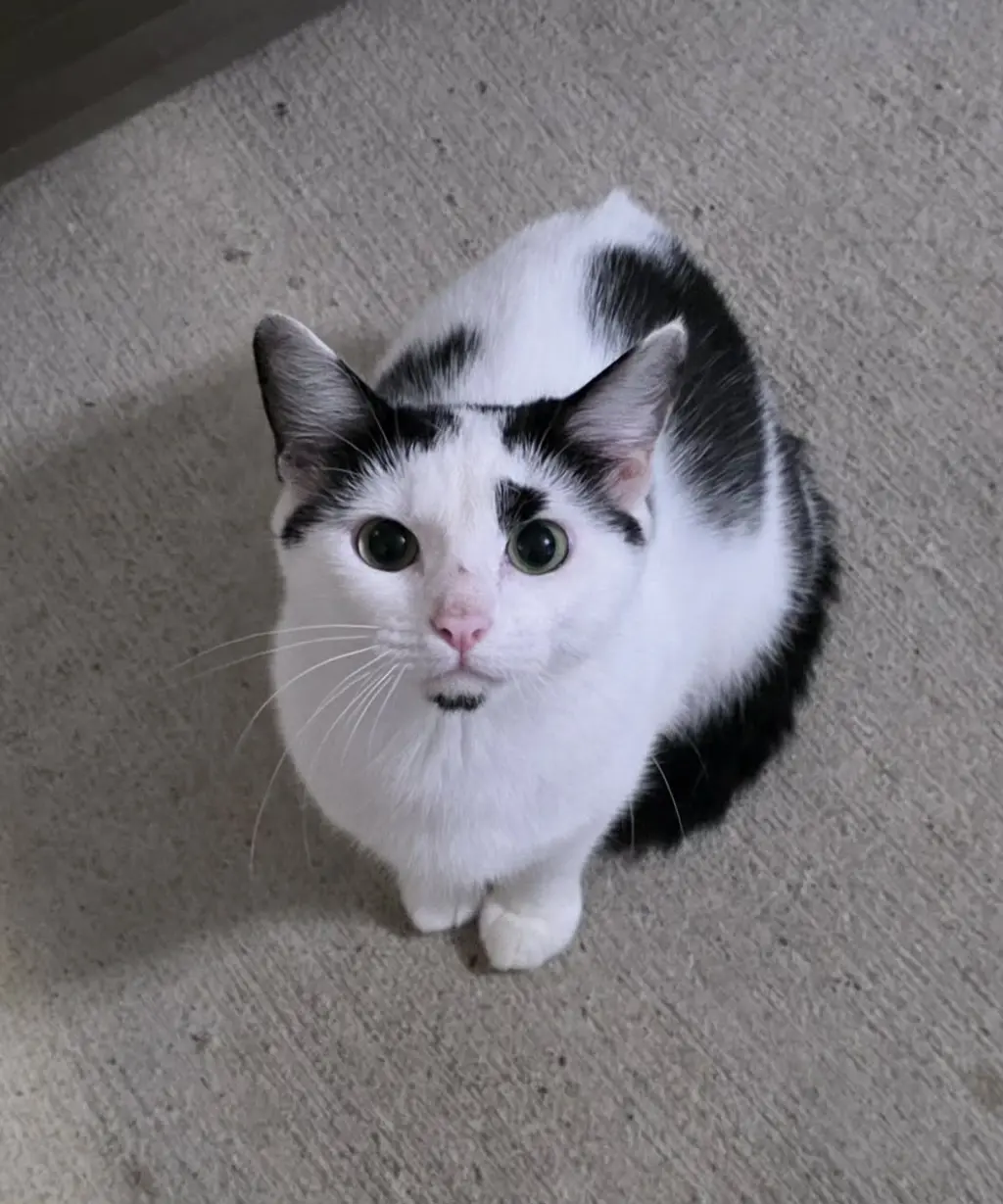 Vivian