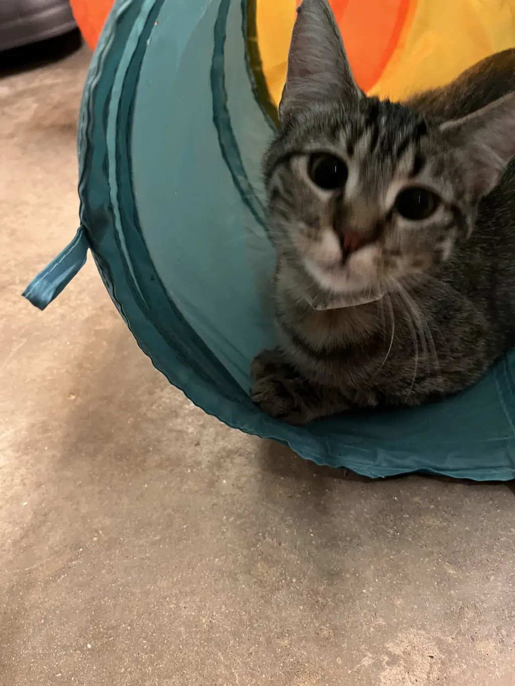 Petunia