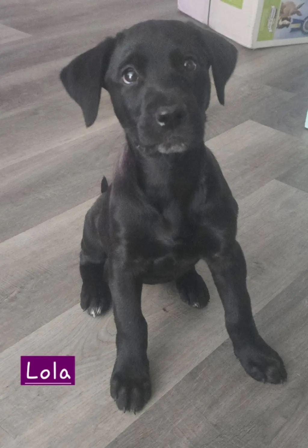Lola