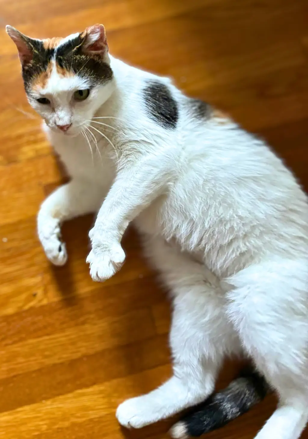 Frida
