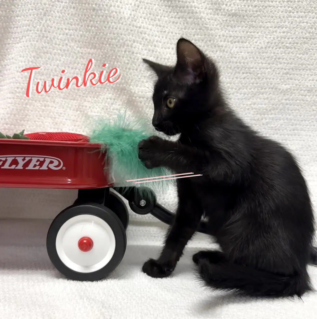 Twinkie #snack-cake-trio