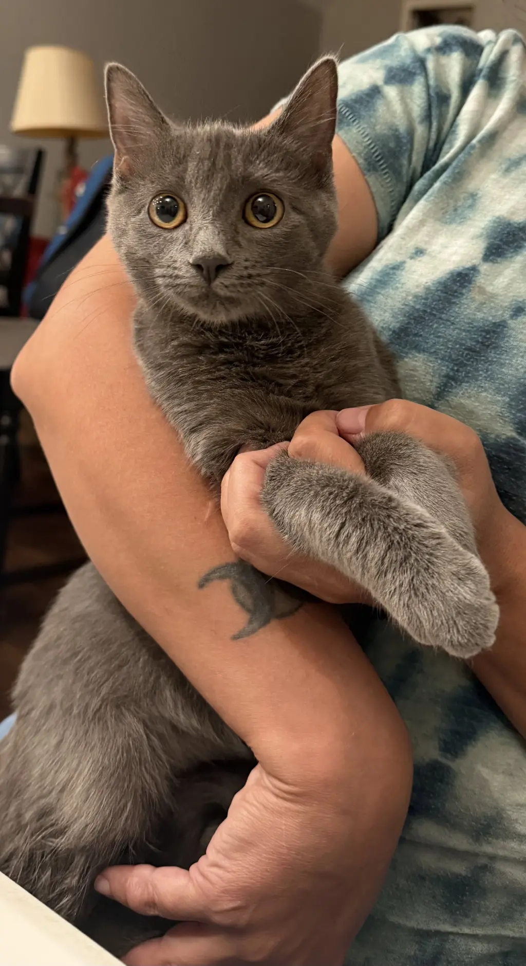 Asphalt Queen (Available for pre-adoption)