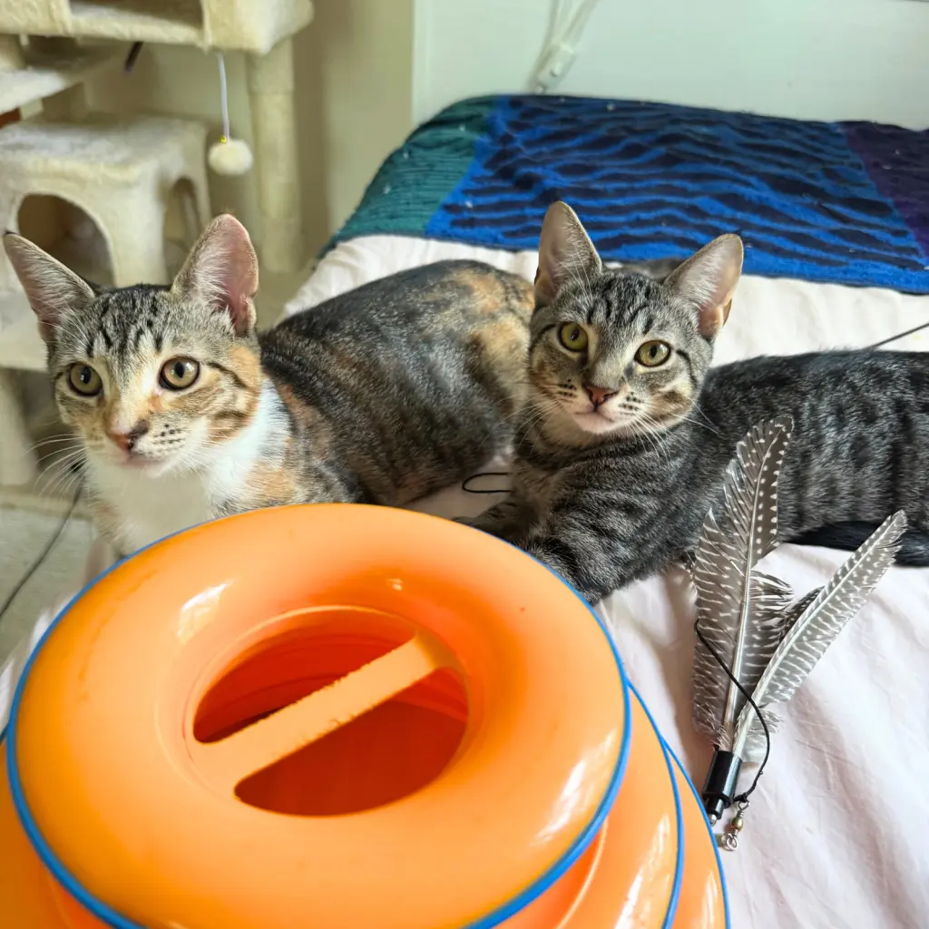 Jalapeno & Pimento