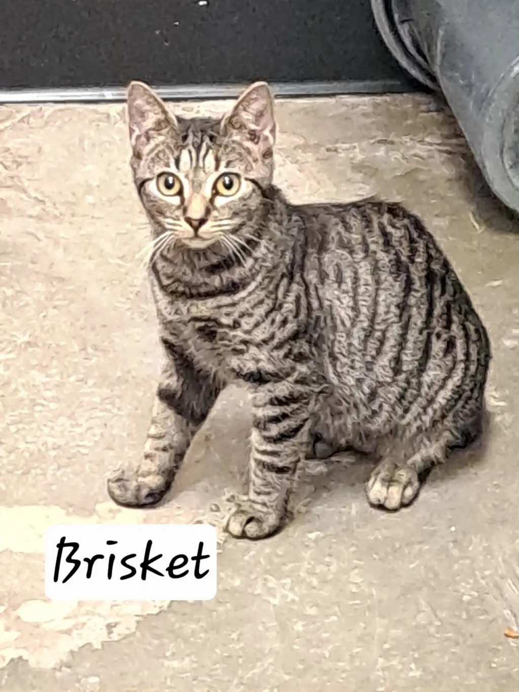 Brisket (FCID# 07/27/2026 - 47 Brandywine PS)