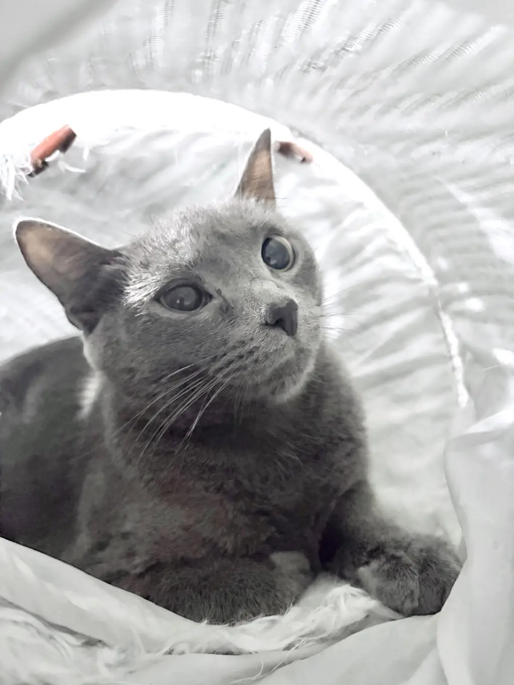 Elsa