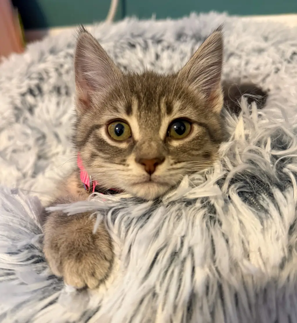 Melanie