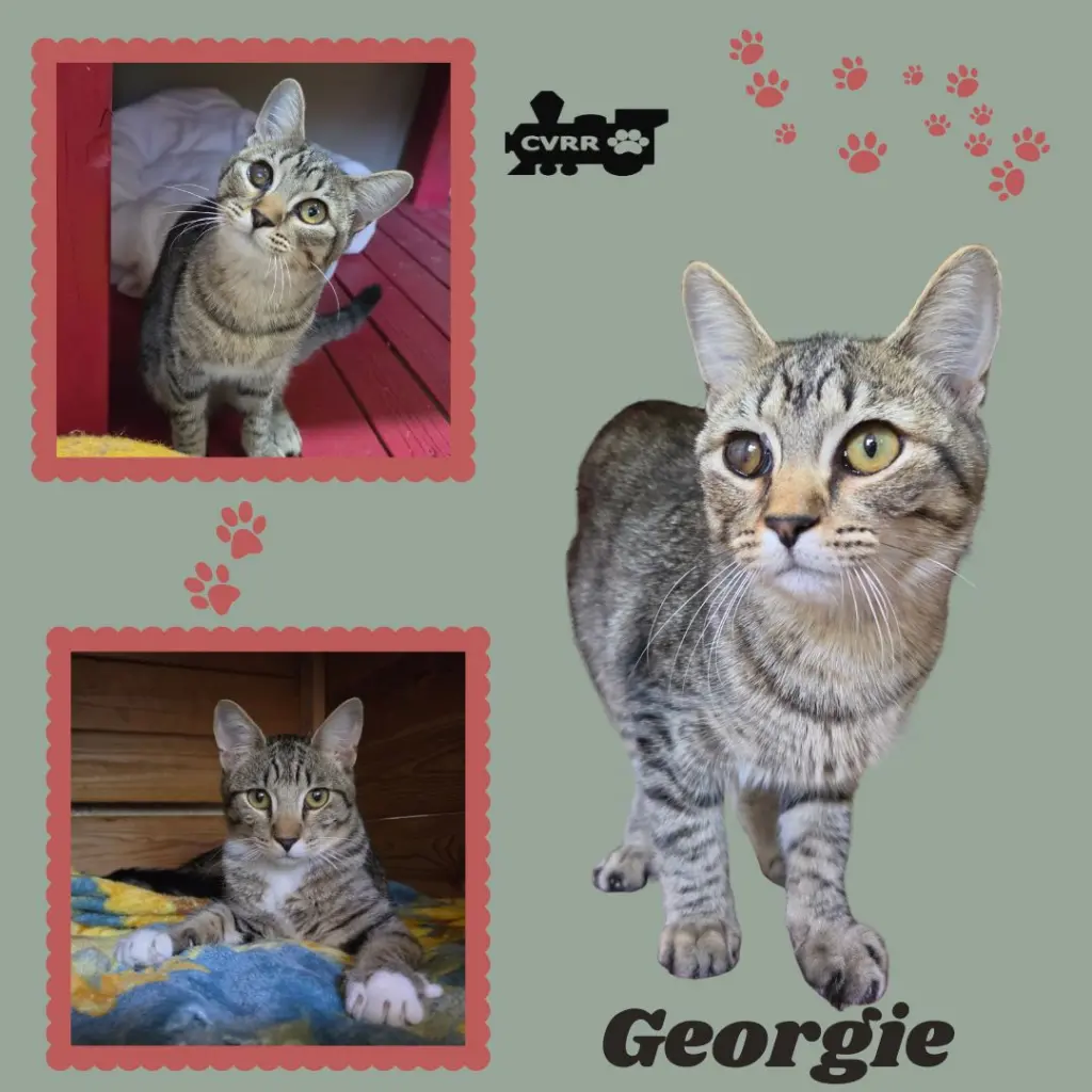 Georgie (Kitten)