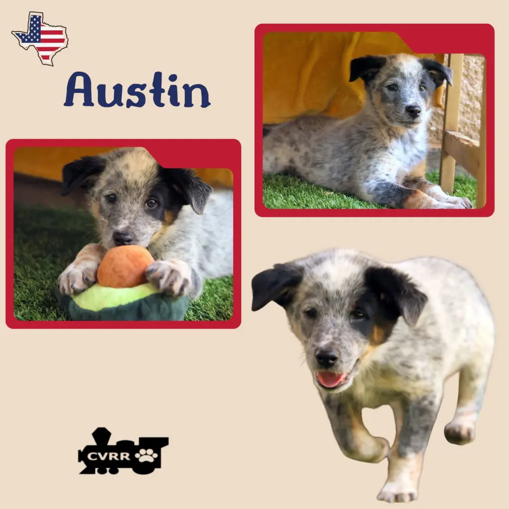 Austin (Puppy)