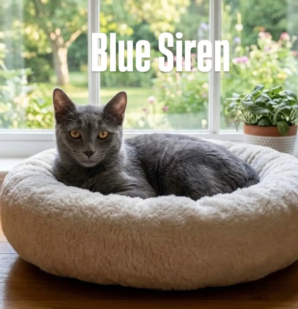 Blue Siren