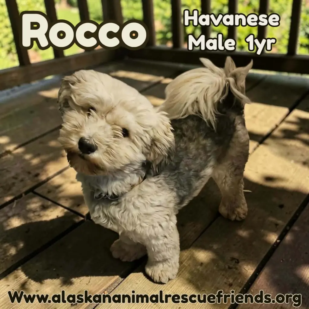 Rocco