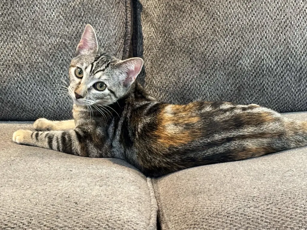 Bobbi