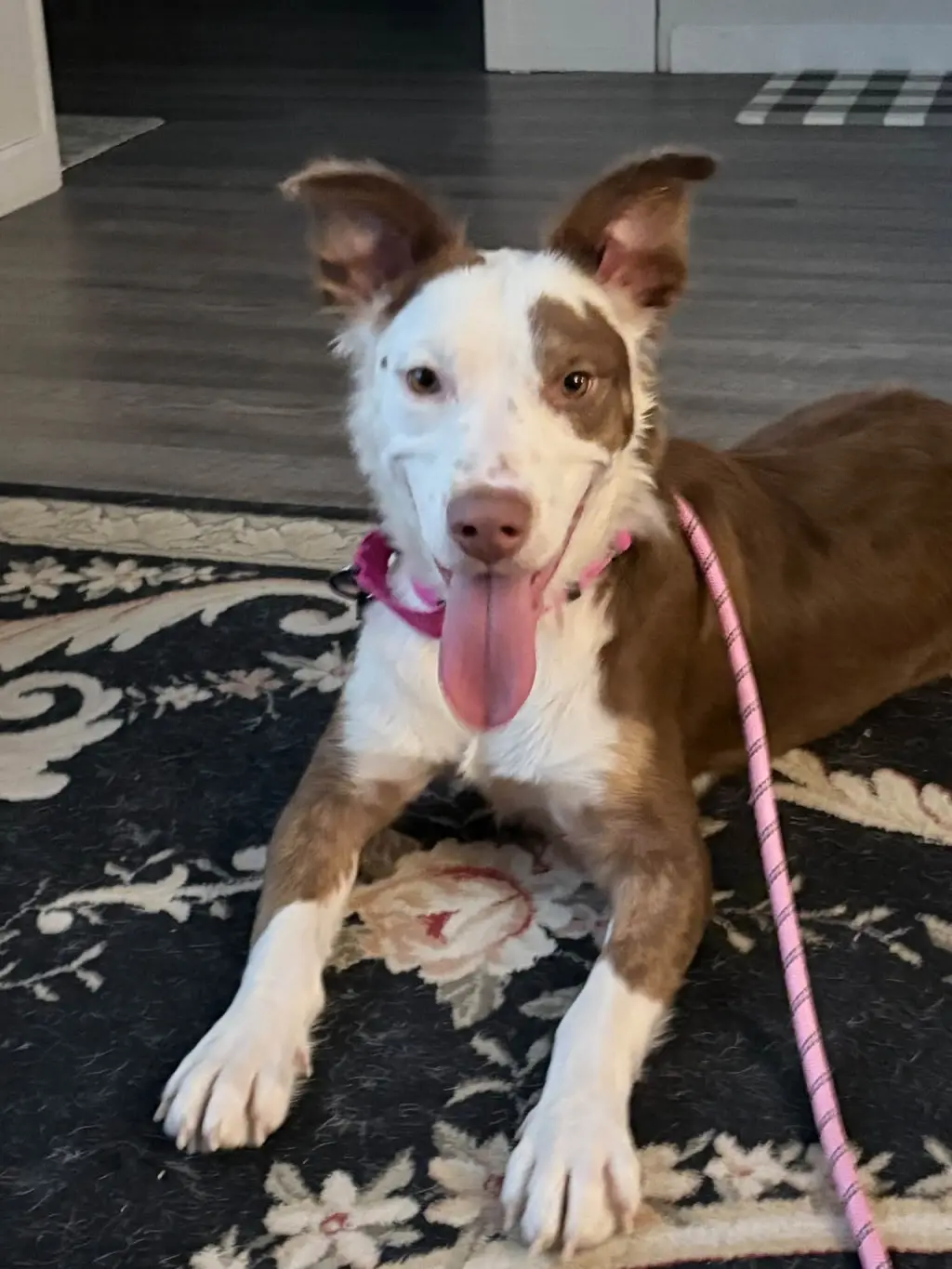 PENELOPE