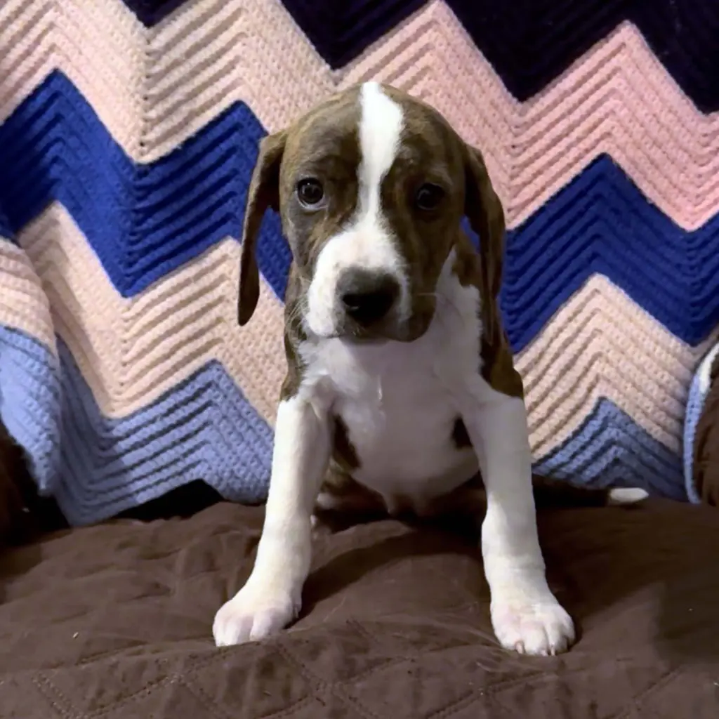 Scream Pup Gale