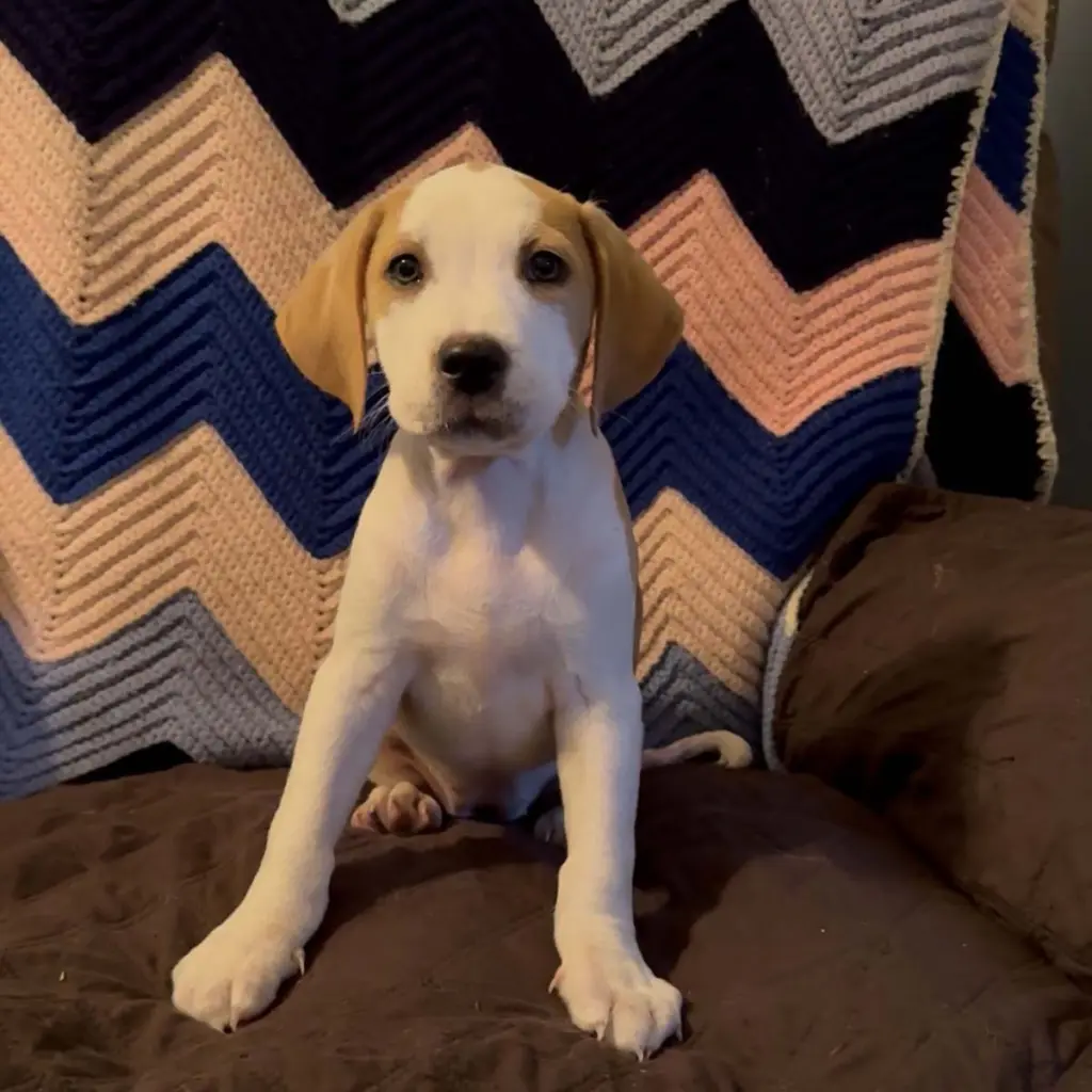 Scream Pup Jessica
