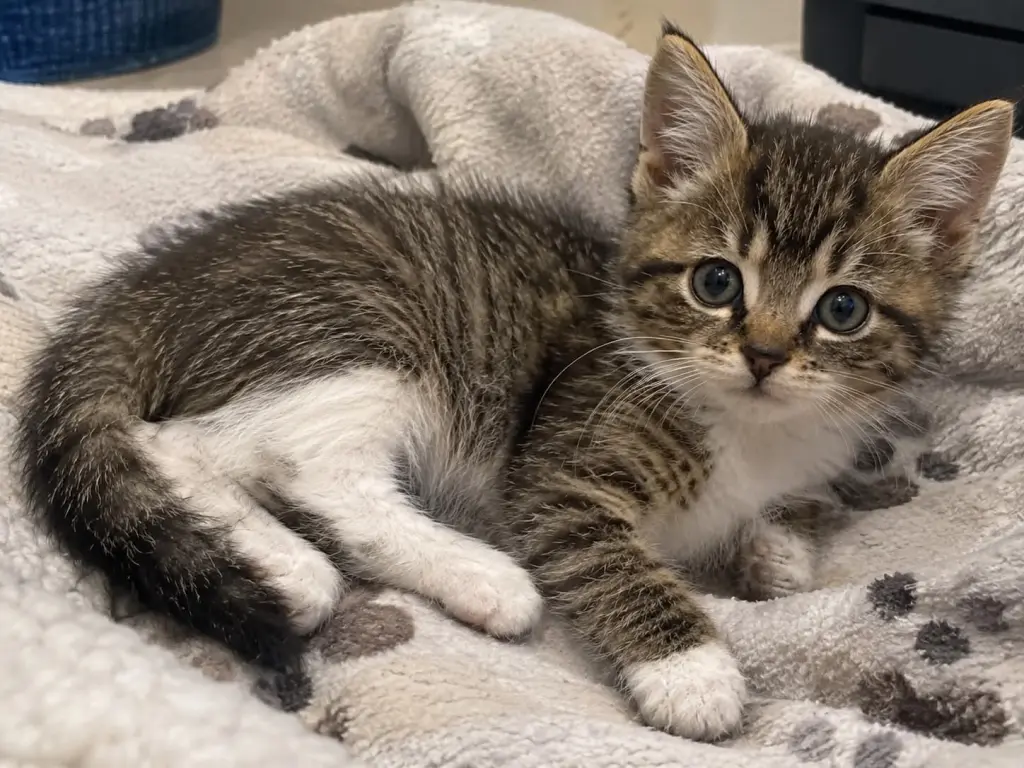Turtle (foster cat)