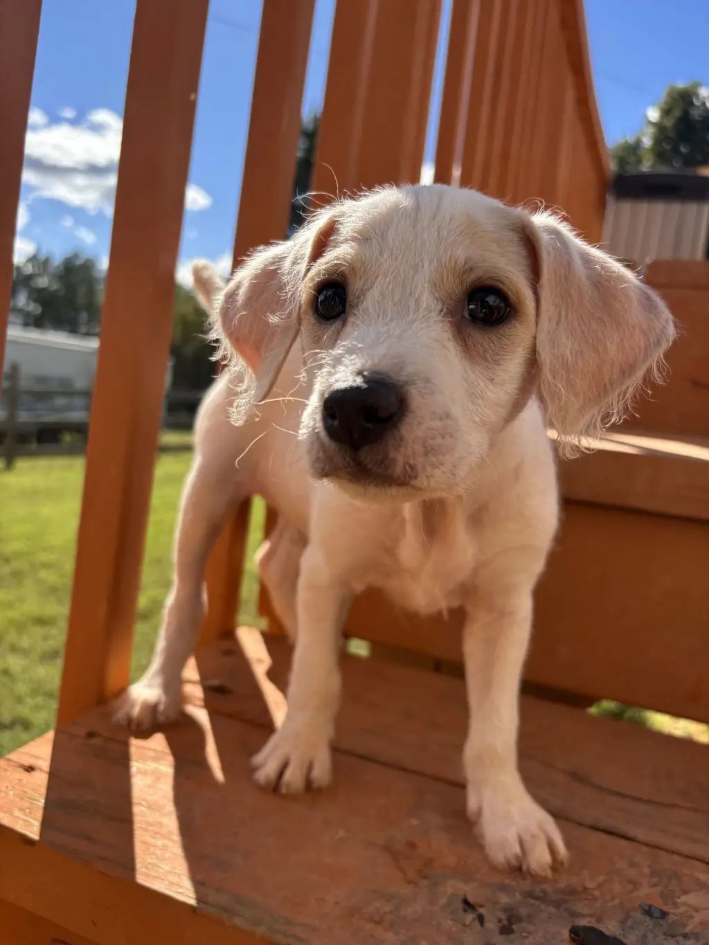 Latte Aug 26 - A Sandy Pup