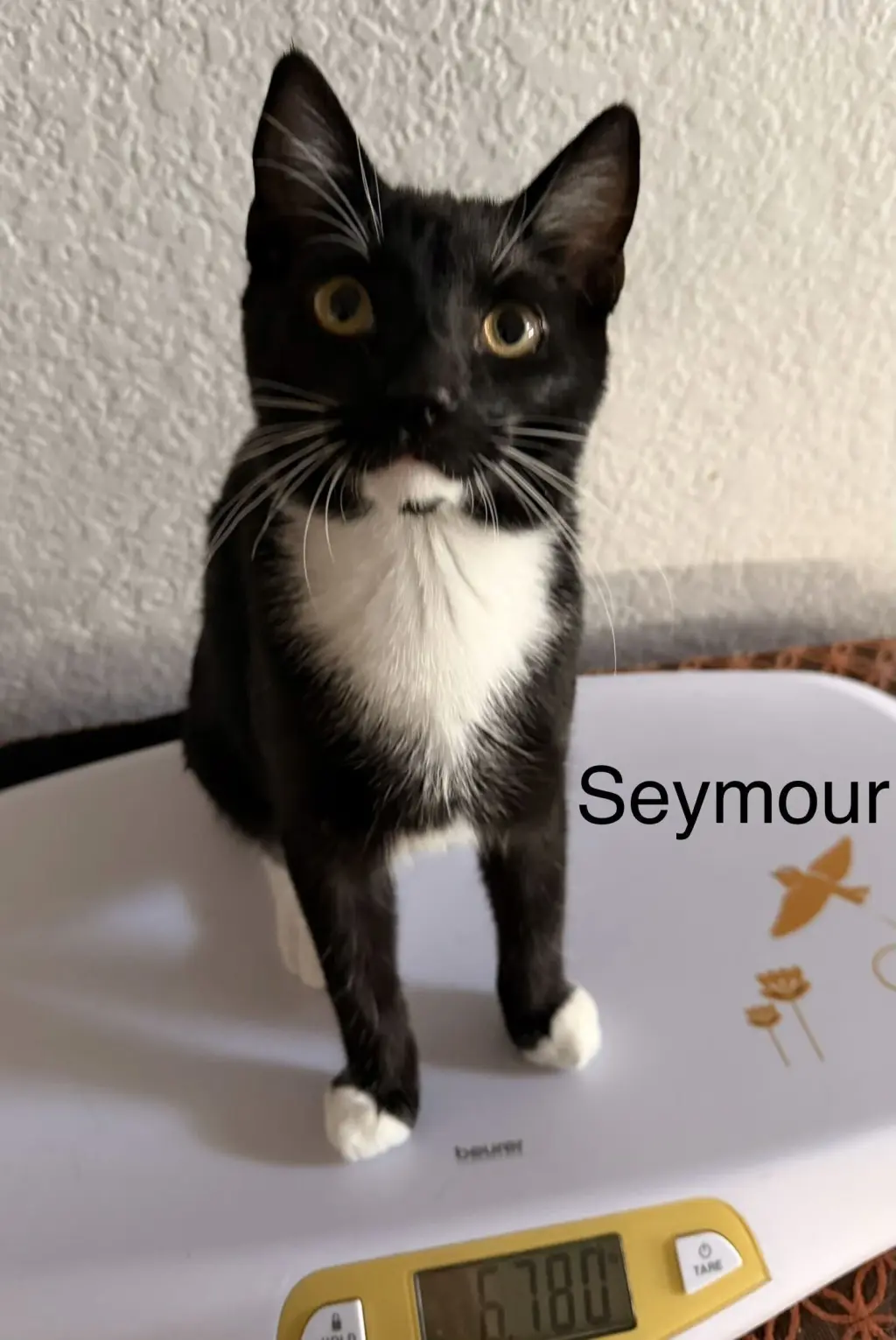 Seymour