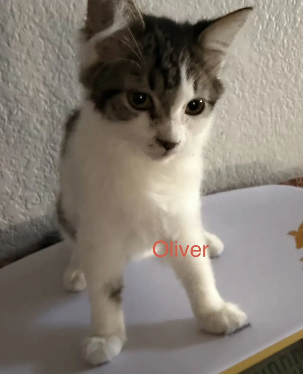 Oliver 2