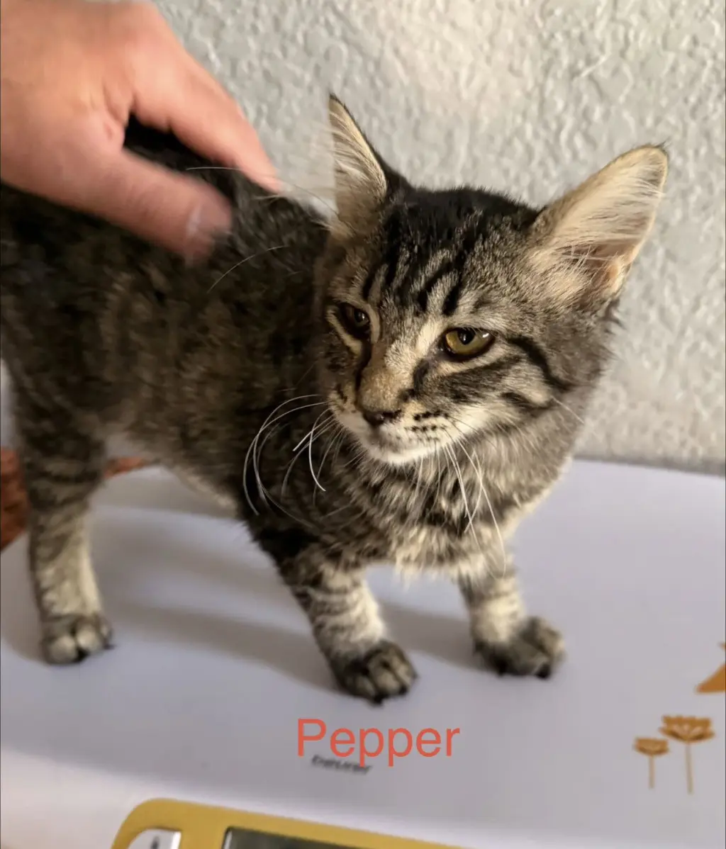 Pepper 2