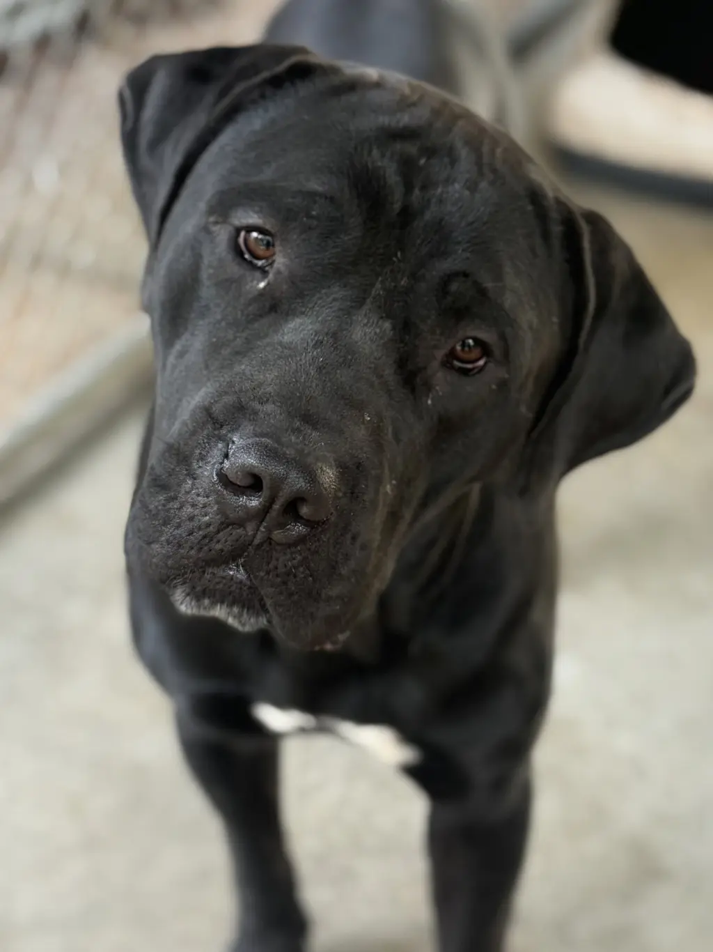Odin