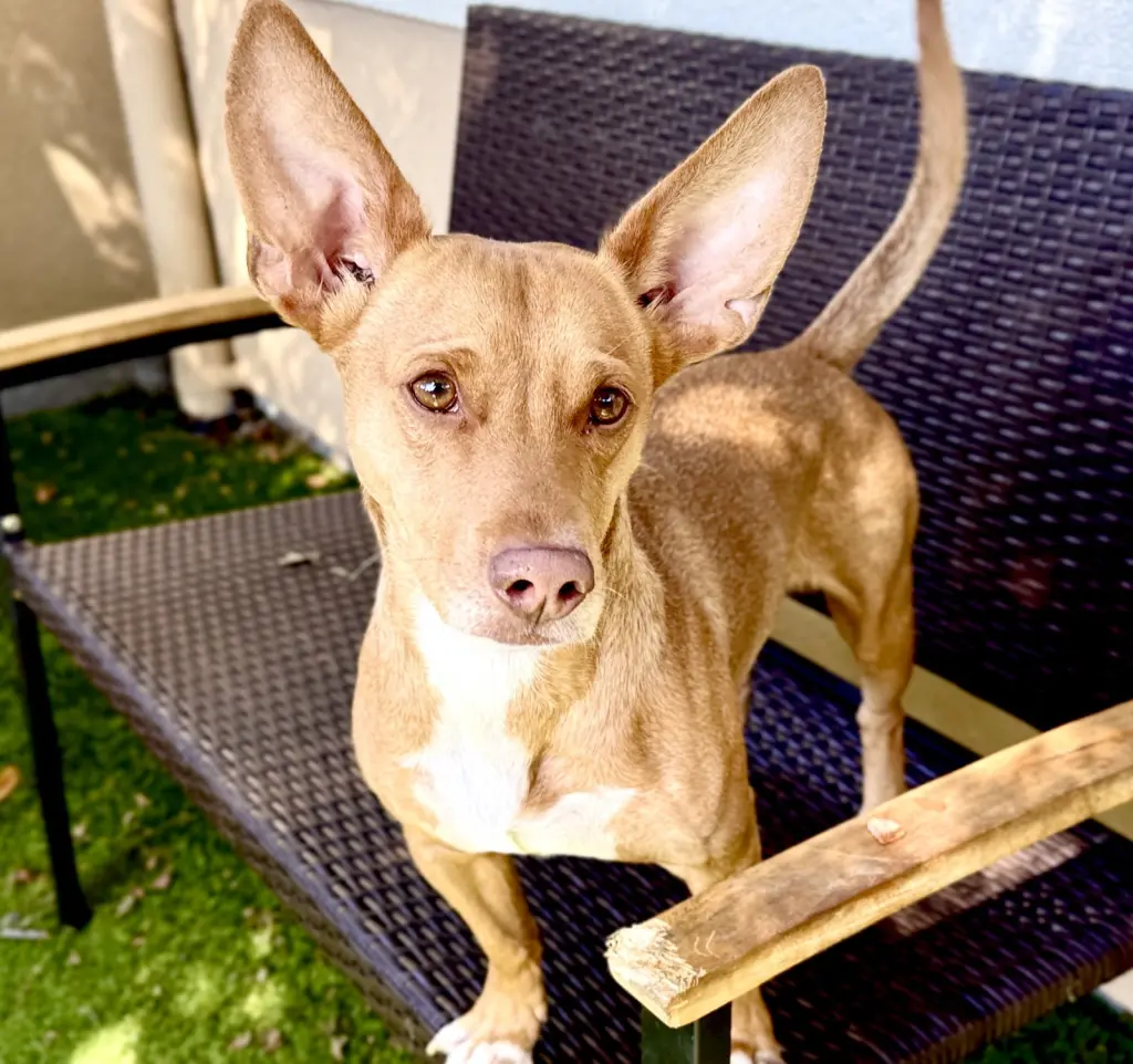 Jude