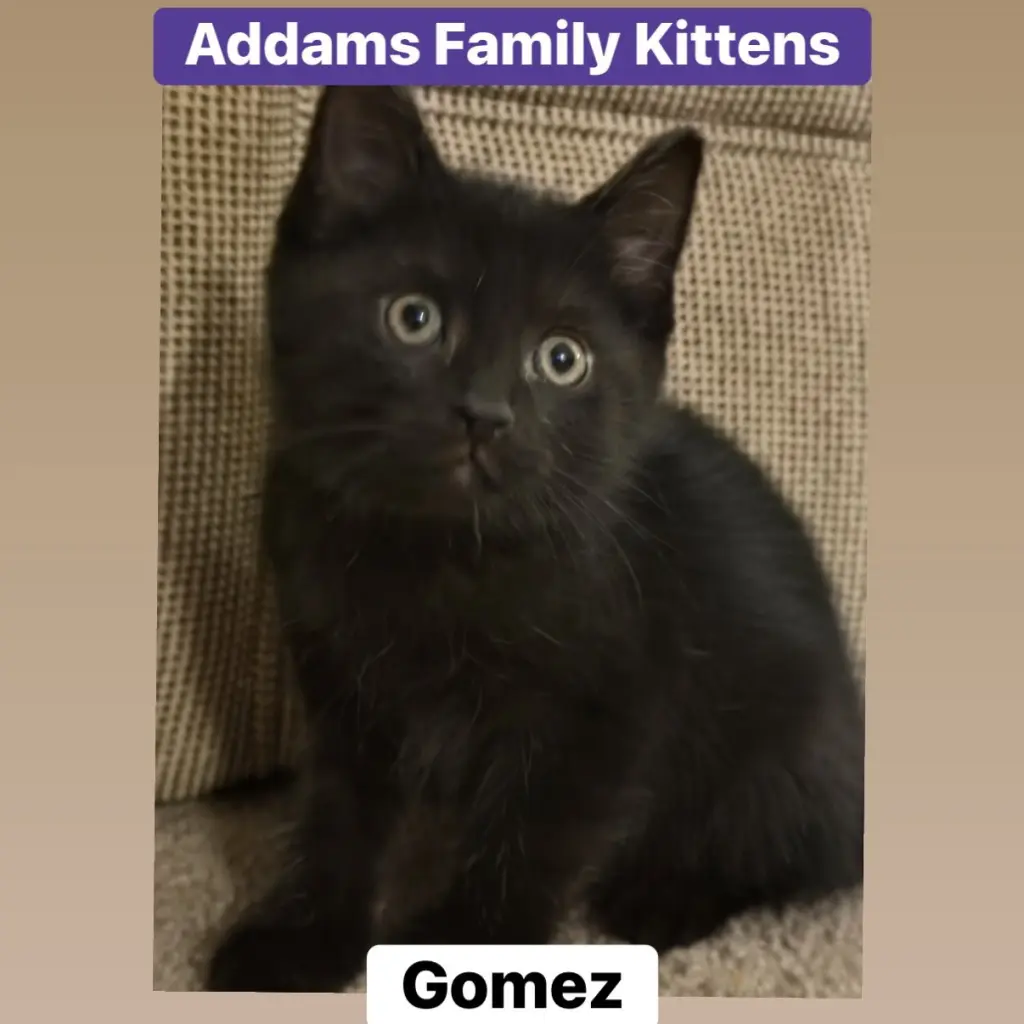 Gomez
