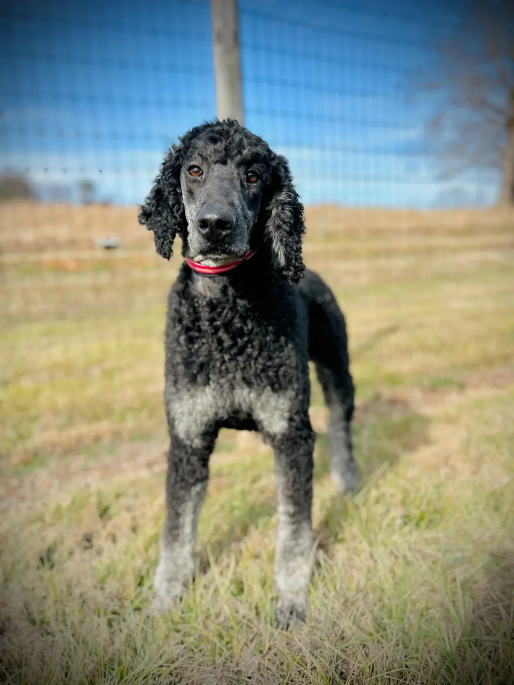 Bentley Oakes Dec 25