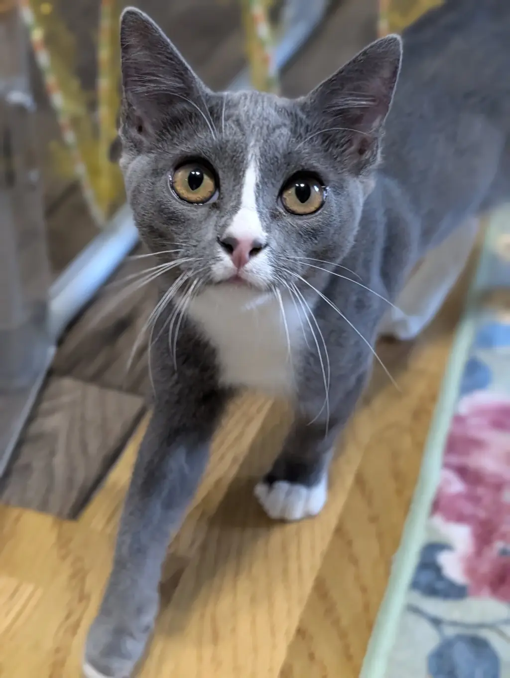 Kissa