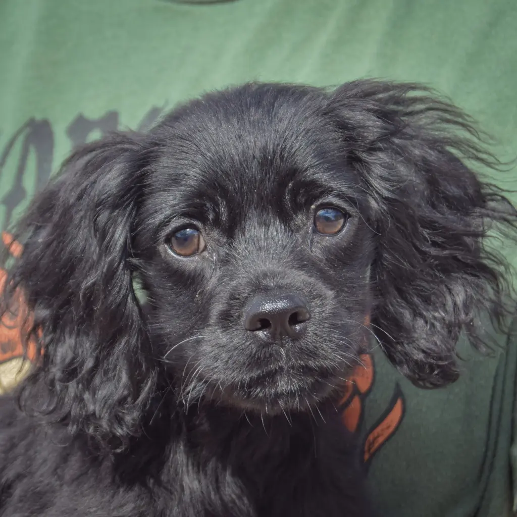 Ernie