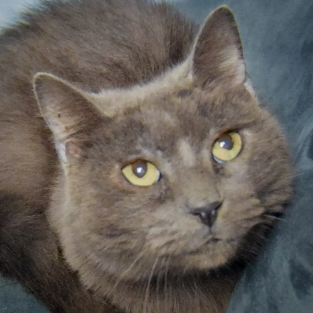 Lyka