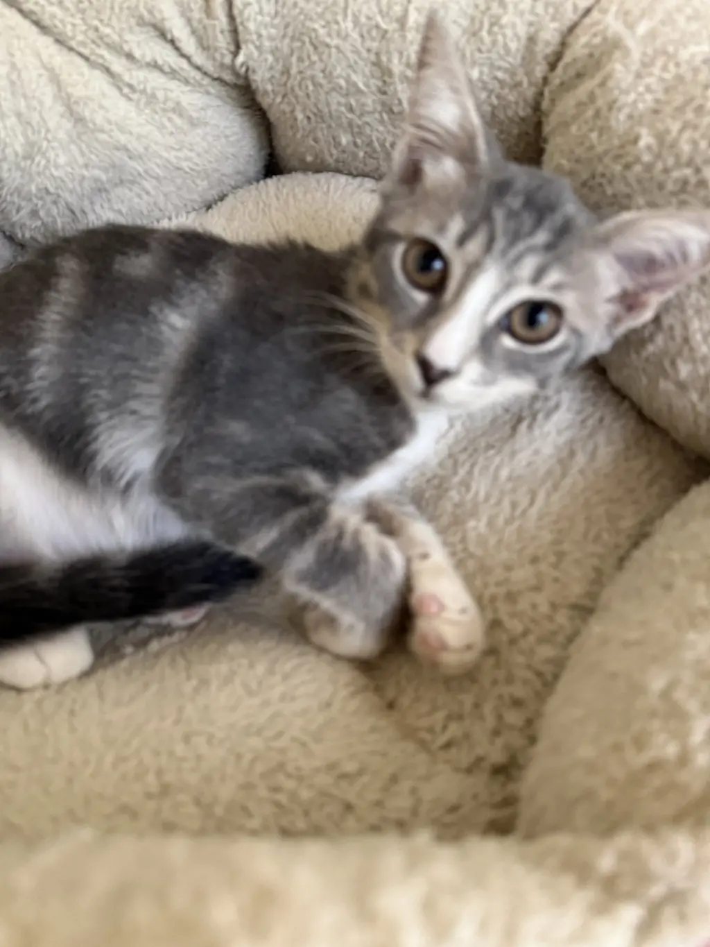 Sophia