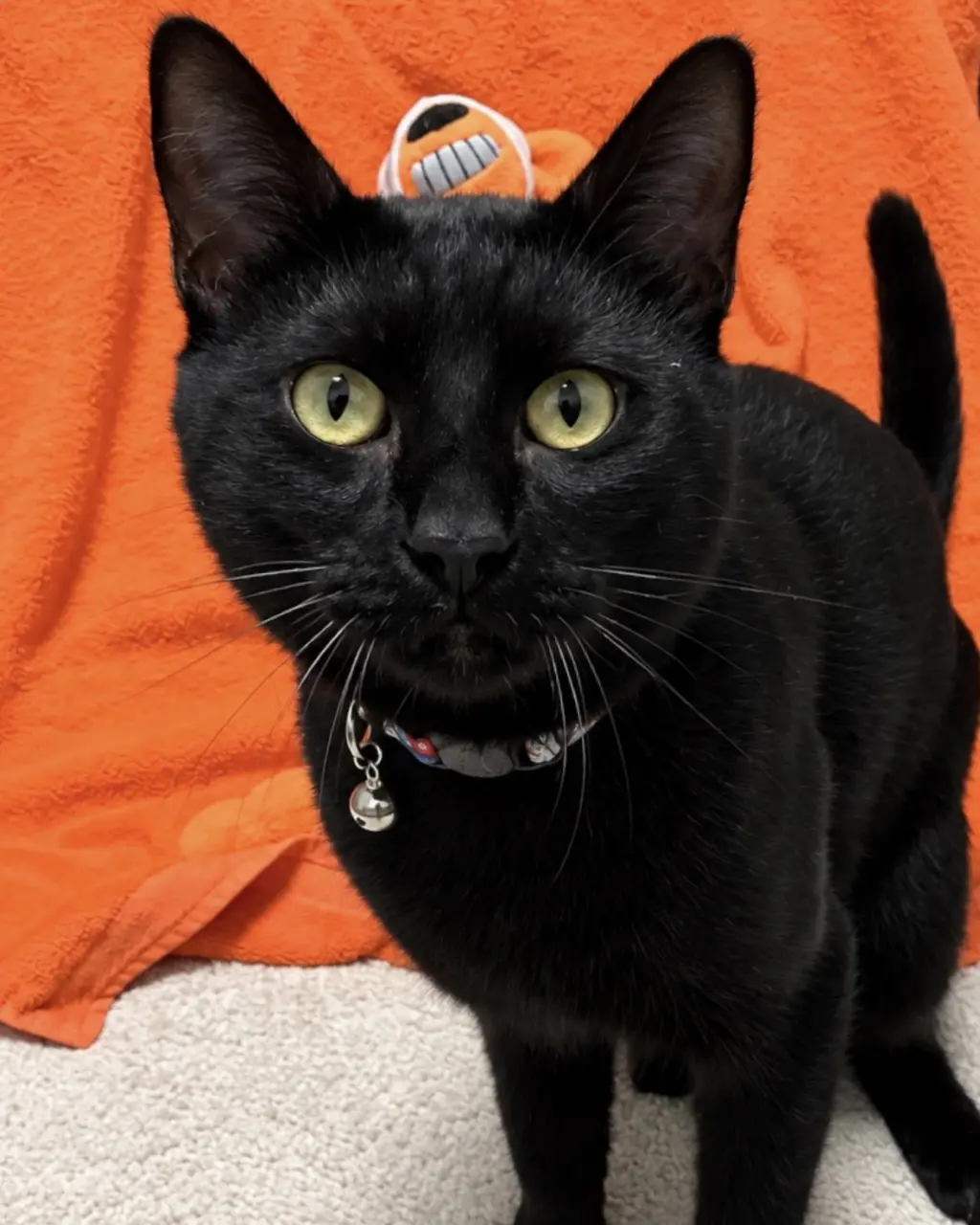 Frankie
