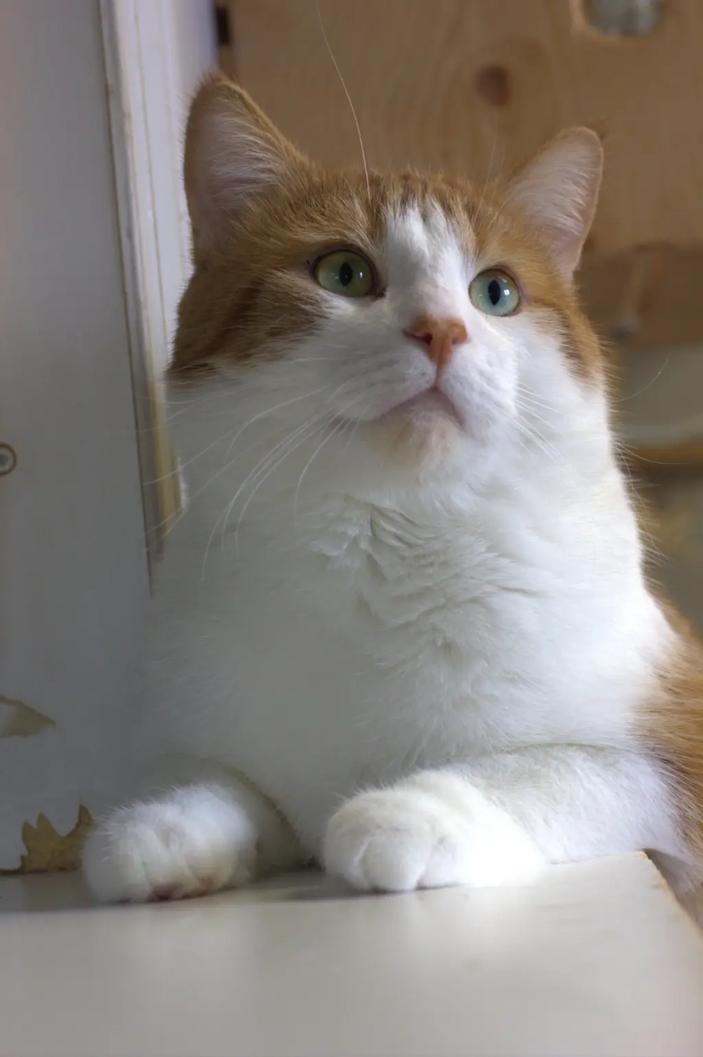 Léo