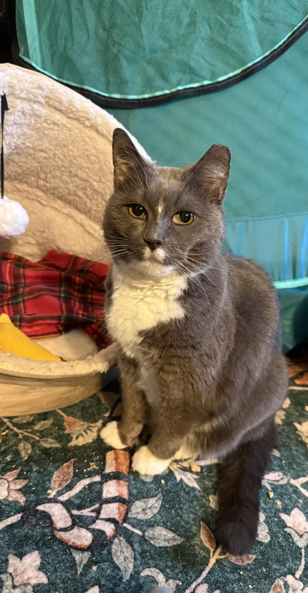 Bootsie
