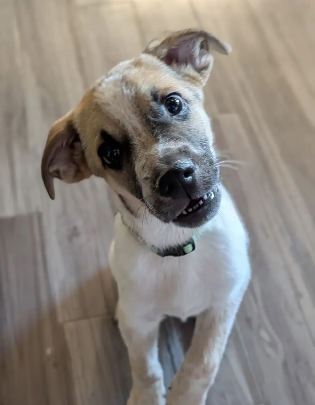 Archie