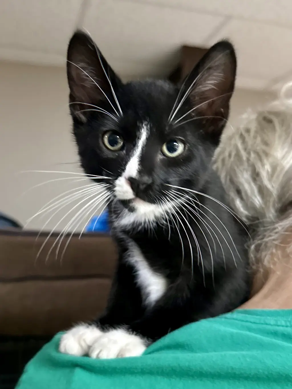 CAT - Licorice